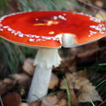 DSC08561